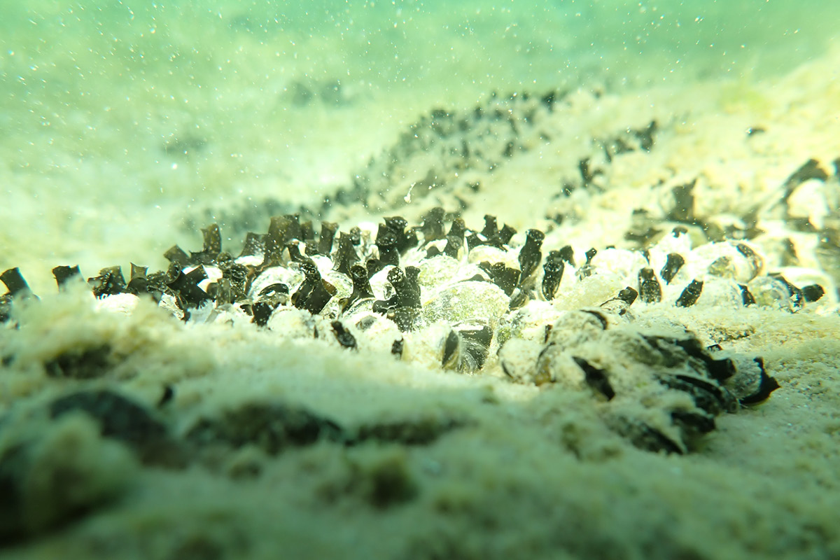 Quagga and Zebra Mussels